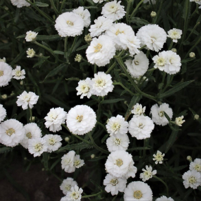 Achillea ptarmica Noblesse - Nyser�llike 
