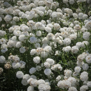 Achillea ptarmica Peter Cottontail - Nyser�llike