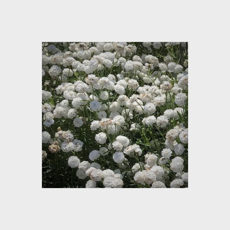 Achillea ptarmica Peter Cottontail - Nyser�llike