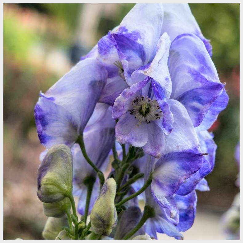 Aconitum carmichaelii Cloudy - Oktober Stormhat