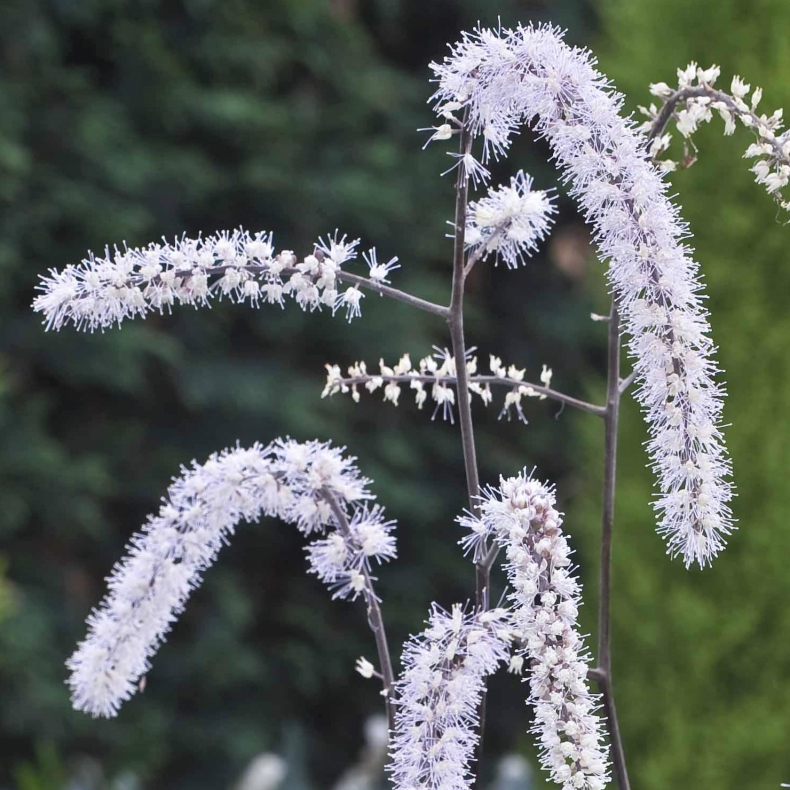 Actaea Queen of Sheba - Slvlys