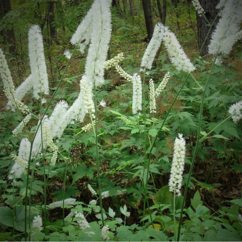 Actaea simplex White Pearl - Slvlys