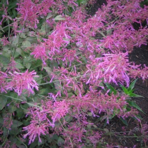 Agastache Bolero - Anisisop