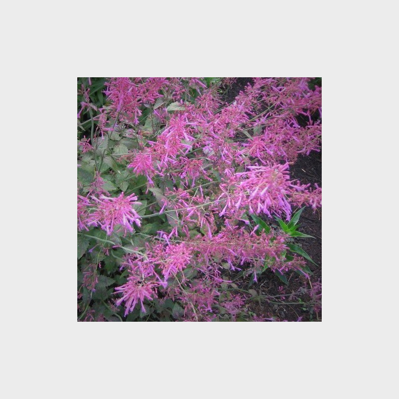 Agastache Bolero - Anisisop