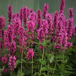 Agastache Danish Delight - Anisisop