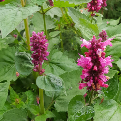 Agastache Danish Delight - Anisisop