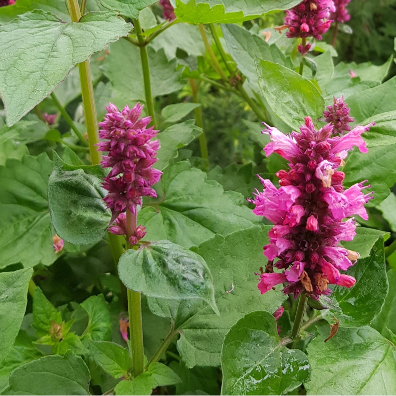 Agastache Danish Delight - Anisisop