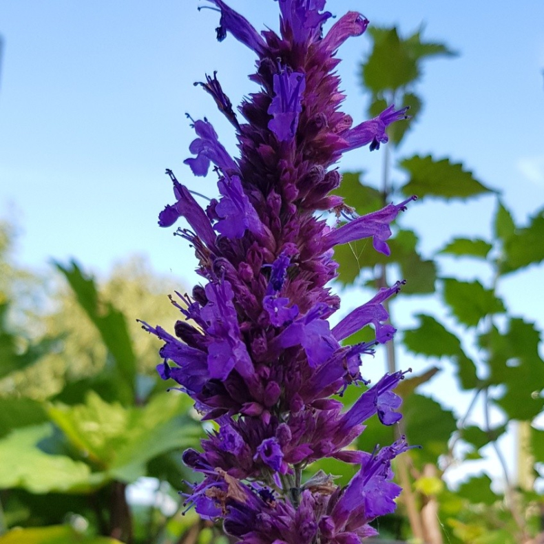 Agastache hyb Bl - Kmpe Anisisop