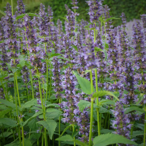 Agastache rugosa Little Adder - Indianermynte