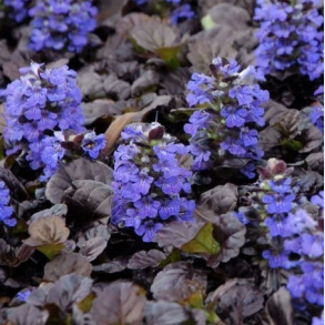Ajuga reptans Black Scallop - Krybende L�bel�s