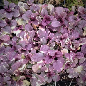 Ajuga reptans Burgundy Glow - Krybende l�bel�s