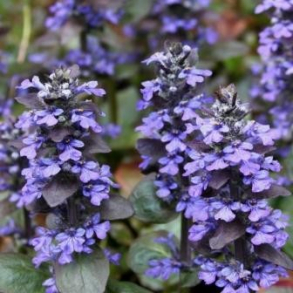 Ajuga reptans - Krybende L�bel�s 