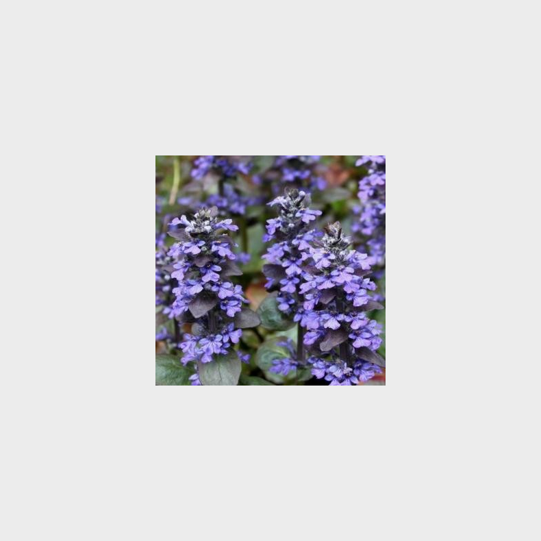 Ajuga reptans - Krybende L�bel�s 