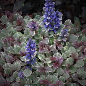 Ajuga reptans Variegata -  Krybende l�bel�s