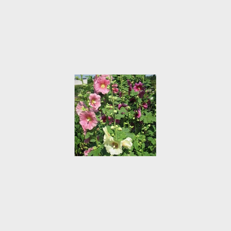 Alcea rosea - Stokrose blandede farver