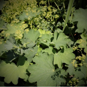Alchemilla epipsila - L�vefod 
