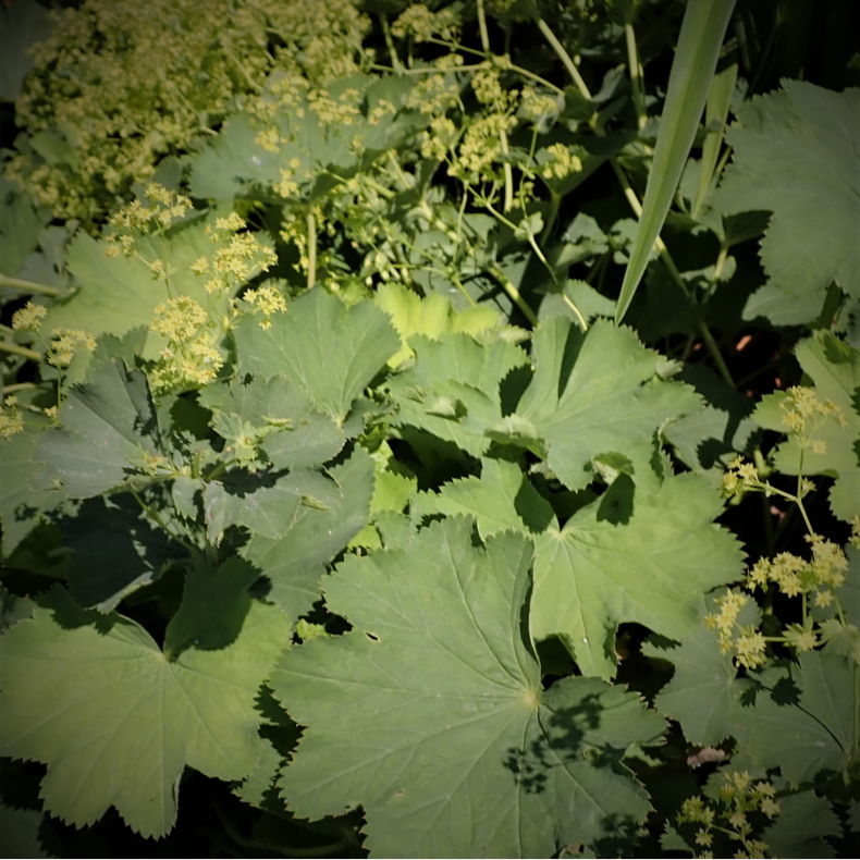 Alchemilla epipsila - L�vefod 