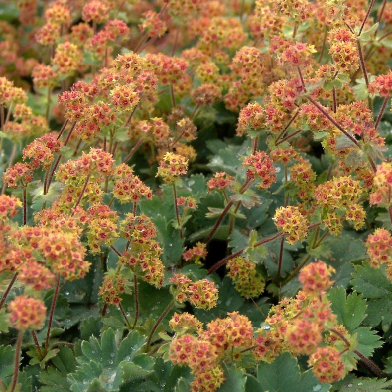 Alchemilla erythropoda Alma - Kaukasisk lvefod 