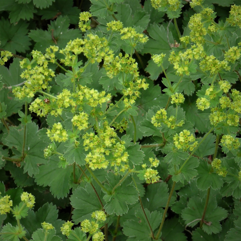Alchemilla erythropoda - Kaukasisk l�vefod
