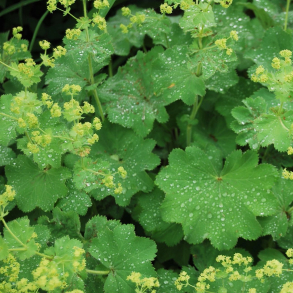 Alchemilla mollis Thriller -  L�vefod