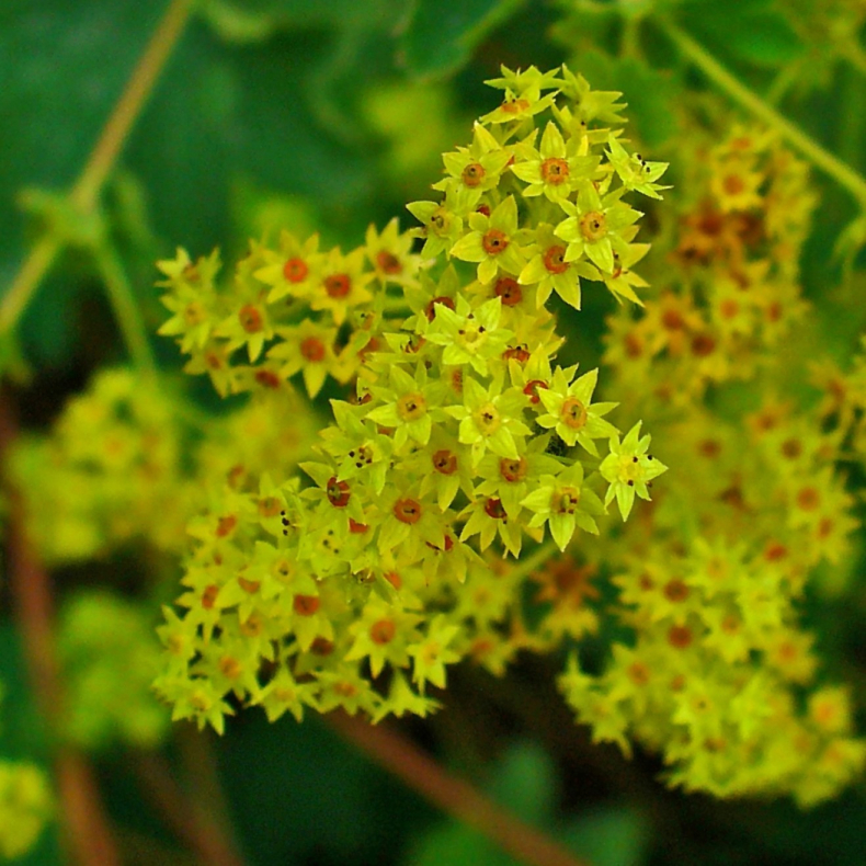 Alchemilla xanthochlora - Gulgr�n L�vefod