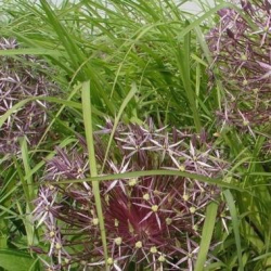 Allium christophii  - Orientalsk prydl�g 5 l�g str. 14/+ ikke i potte