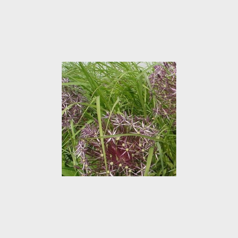 Allium christophii  - Orientalsk prydl�g 5 l�g str. 14/+ ikke i potte
