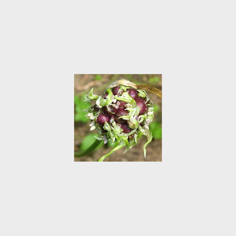 Allium sativum var. Ophioscorodon -  Rd Estisk Slangehvidlg
