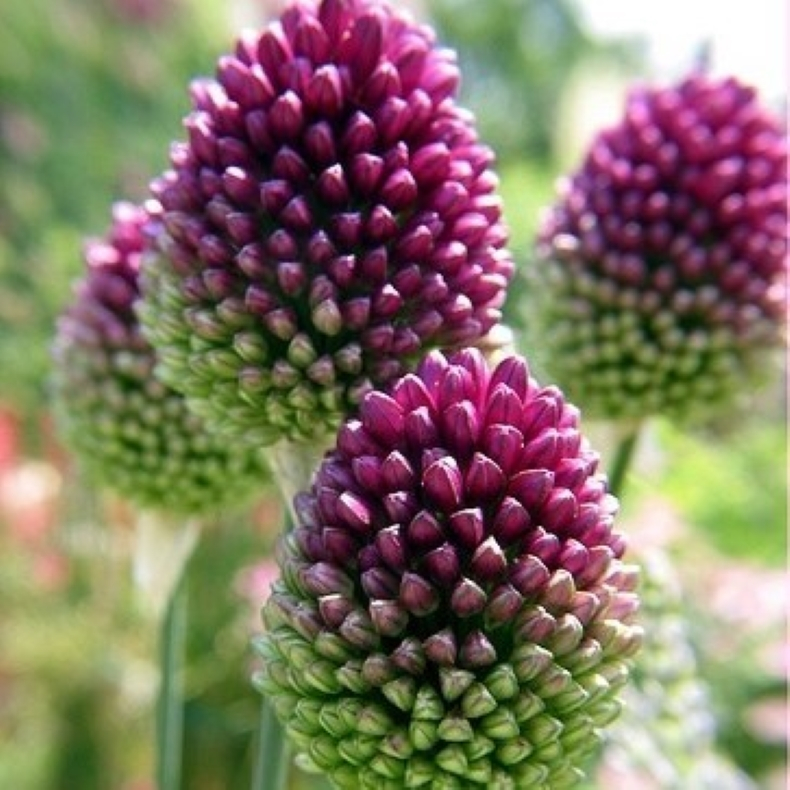 Allium sphaerocephalon -  Middelhavsprydlg