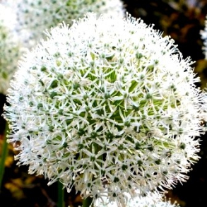 Allium stipitatum Mount Everest 1 l�g str. 20/+, ikke i potte