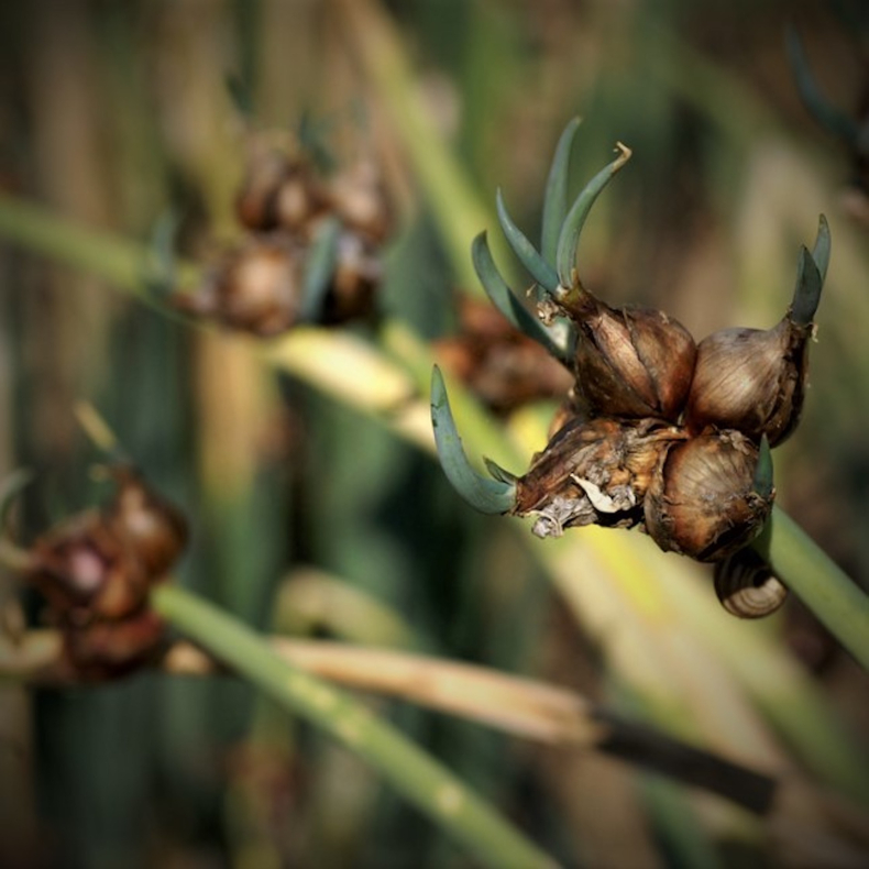 Allium x proliferum - Etagel�g Topl�g