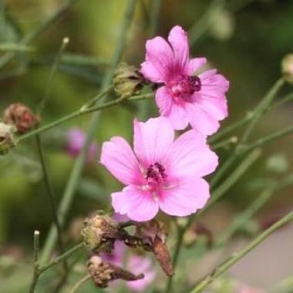 Althaea cannabina -  Hampstokrose
