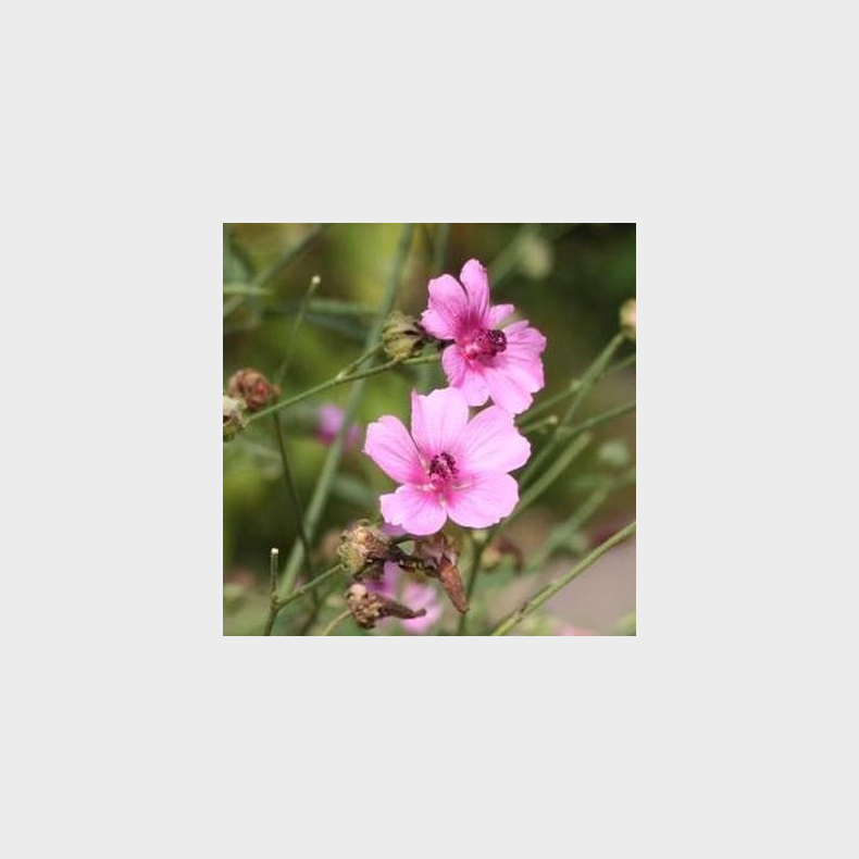 Althaea cannabina -  Hampstokrose