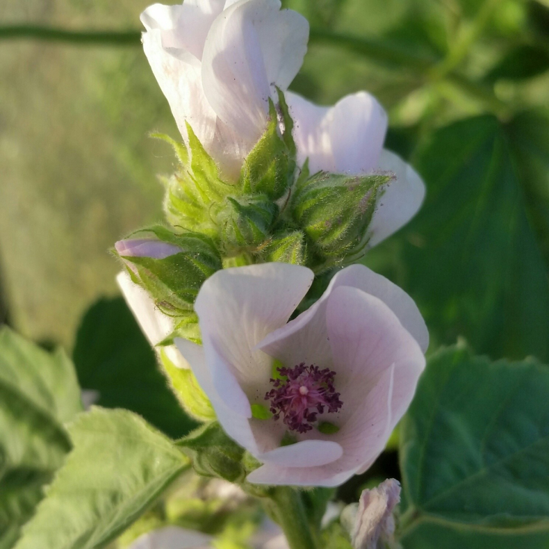 Althaea officinalis - L�gestokrose