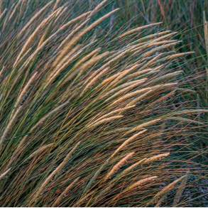 Ammophila arenaria - Sand hj�lme  Nordens marehalm