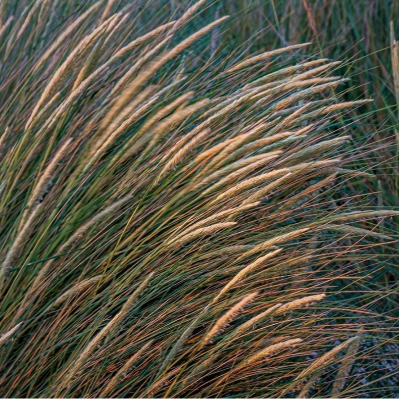 Ammophila arenaria - Sand hjlme  Nordens marehalm