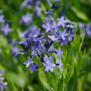 Amsonia Blue Ice - Bl�stjerne