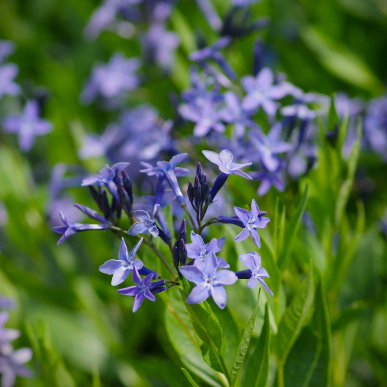 Amsonia Blue Ice - Bl�stjerne