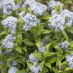 Amsonia tabernaemontana - Amsonia