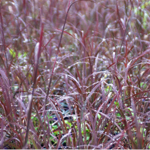 Andropogon gerardii Blackhawks - Kalkunfod