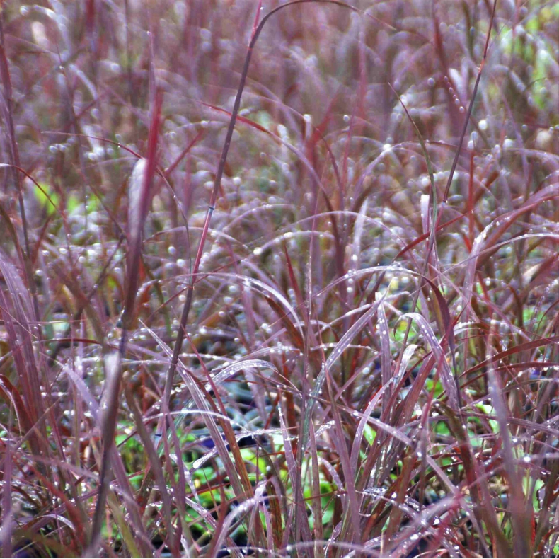 Andropogon gerardii Blackhawks - Kalkunfod