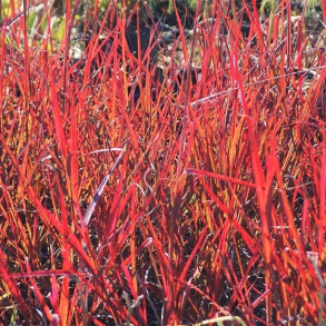 Andropogon gerardii Red October - Kalkunfod
