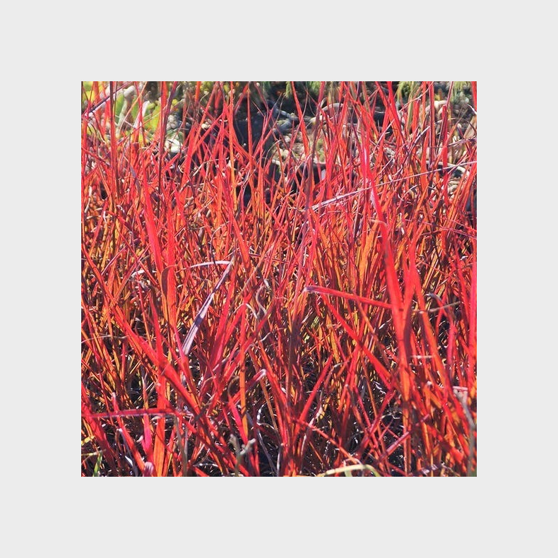 Andropogon gerardii Red October - Kalkunfod