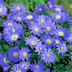 Anemone blanda mix bl� Balkananemone - 15 stk knolde 6/+ ikke i potte 