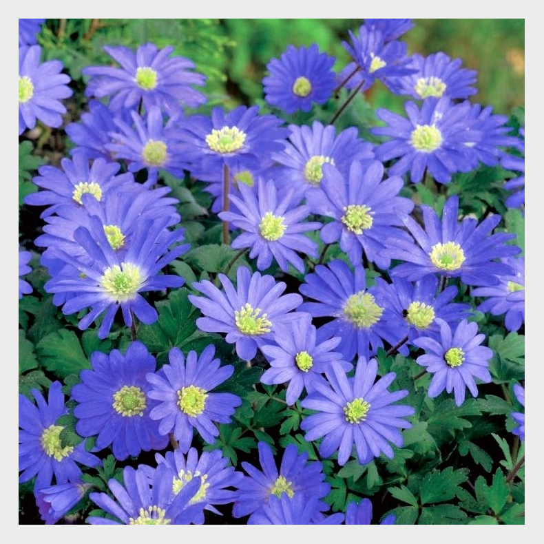 Anemone blanda mix bl� Balkananemone - 15 stk knolde 6/+ ikke i potte 