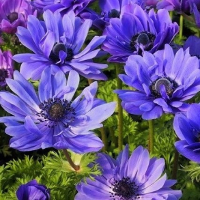 Anemone coronaria Lord Lieutenant - Fransk Anemone 12 l�g str.8/+ ikke i potte