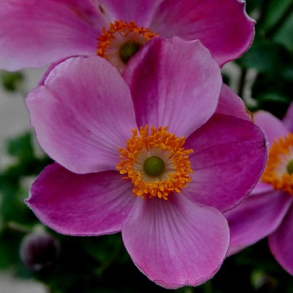 Anemone hupehensis Praecox - H�stanemone
