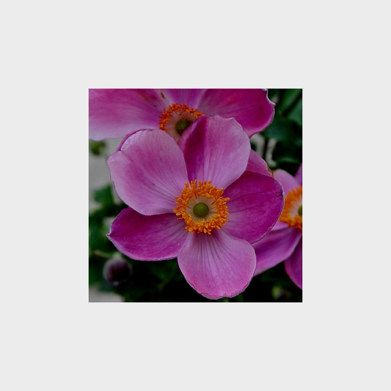 Anemone hupehensis Praecox - H�stanemone