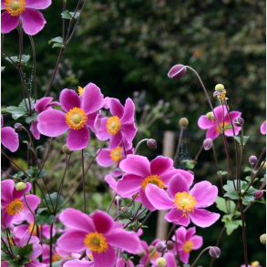 Anemone hupehensis Splendens - H�stanemone