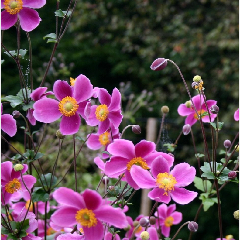 Anemone hupehensis Splendens - H�stanemone